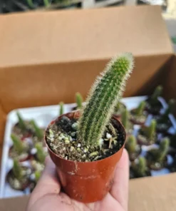 Golden Rattail Cactus | Cleistocactus winteri | 2in pot