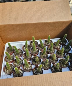 Golden Rattail Cactus | Cleistocactus winteri | 2in pot