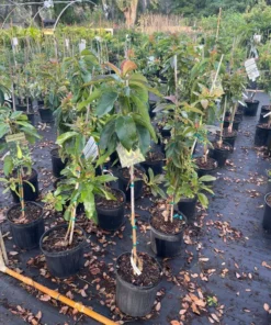 Grafted Russell Avocado Tree 2-3 Feet Tall Flowering in 3-Gallon Pot Free Shipping