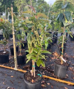 Grafted Russell Avocado Tree 2-3 Feet Tall Flowering in 3-Gallon Pot Free Shipping