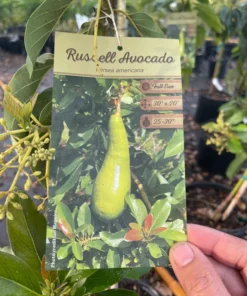 Grafted Russell Avocado Tree 2-3 Feet Tall Flowering in 3-Gallon Pot Free Shipping