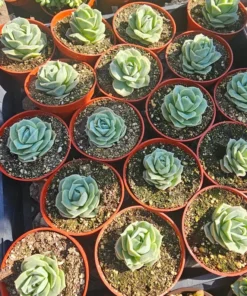 Graptoveria Lovely Rose | 2in pot | 4in pot