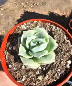 Graptoveria Lovely Rose | 2in pot | 4in pot