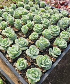 Graptoveria Lovely Rose | 2in pot | 4in pot