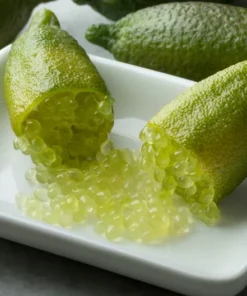 Green Finger Lime Tree Grafted Citrus Plant 2 Feet Tall with Pot and Soil