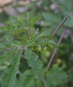 Green Roselle Plant Live Hibiscus Sabdariffa 6-12 Inches, Edible & Decorative