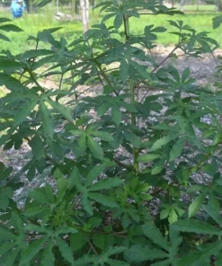 Green Roselle Plant Live Hibiscus Sabdariffa 6-12 Inches, Edible & Decorative