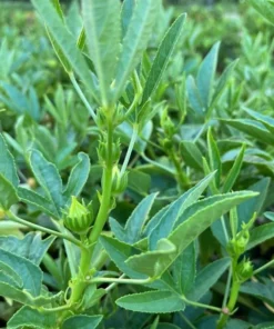 Green Roselle Plant Live Hibiscus Sabdariffa 6-12 Inches, Edible & Decorative