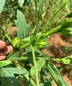 Green Roselle Plant Live Hibiscus Sabdariffa 6-12 Inches, Edible & Decorative