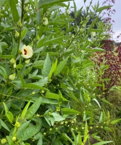 Green Roselle Plant Live Hibiscus Sabdariffa 6-12 Inches, Edible & Decorative