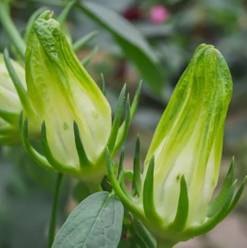 Green Roselle Plant Live Hibiscus Sabdariffa 6-12 Inches, Edible & Decorative