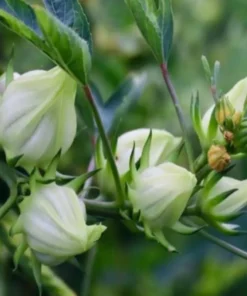 Green Roselle Plant Live Hibiscus Sabdariffa 6-12 Inches, Edible & Decorative