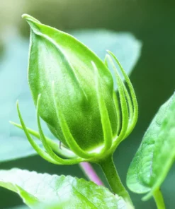 Green Roselle Plant Live Hibiscus Sabdariffa 6-12 Inches, Edible & Decorative