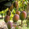 Haden Mango Tree 2 Ft - Live Tropical Fruit Tree for Gardens and Backyards