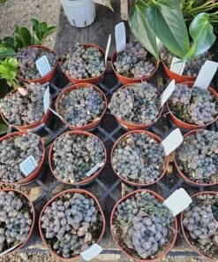 Haworthia Cooperi Purple | 2in and 4in pots
