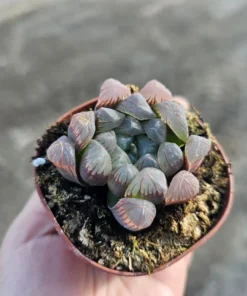 Haworthia Cooperi Purple | 2in and 4in pots