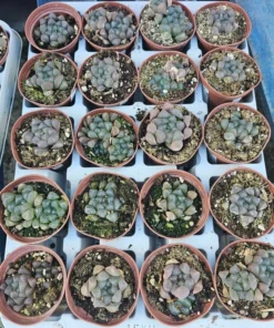 Haworthia Cooperi Purple | 2in and 4in pots