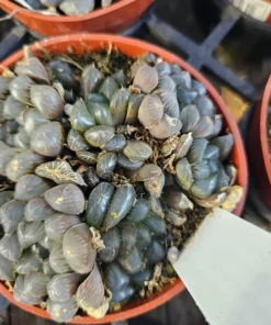 Haworthia Cooperi Purple | 2in and 4in pots