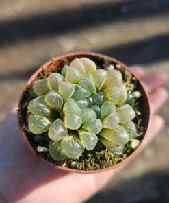 Haworthia Cooperi Variegated | 2in and 4in pot