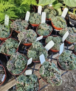 Haworthia Cooperi Variegated | 2in and 4in pot