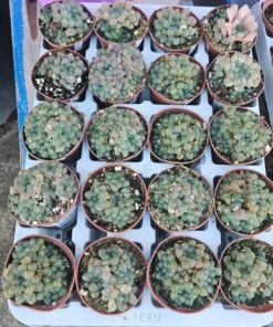 Haworthia Cooperi Variegated | 2in and 4in pot