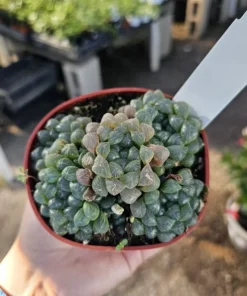 Haworthia Cooperi Variegated | 2in and 4in pot