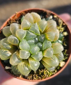 Haworthia Cooperi Variegated Succulent | 4 Inch Pot | Rare Indoor Plant Decor
