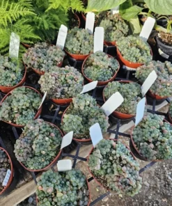 Haworthia Cooperi Variegated Succulent | 4 Inch Pot | Rare Indoor Plant Decor