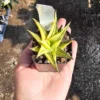 Haworthia limifolia Variegata 2in and 4in pot