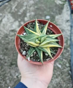 Haworthia limifolia Variegata 2in and 4in pot