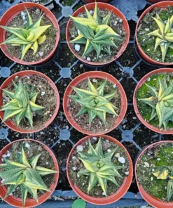 Haworthia limifolia Variegata 2in and 4in pot