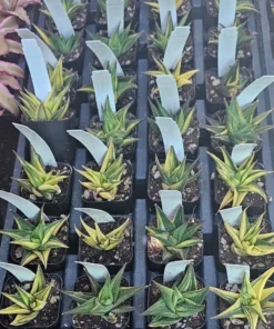 Haworthia limifolia Variegata 2in and 4in pot