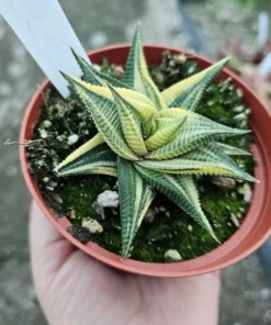 Haworthia limifolia Variegata 2in and 4in pot