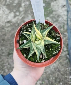 Haworthia limifolia Variegata 2in and 4in pot