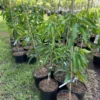 Healthy Grafted Valencia Pride Mango Tree 2-3 Feet Tall with Soil in 3-Gallon Pot