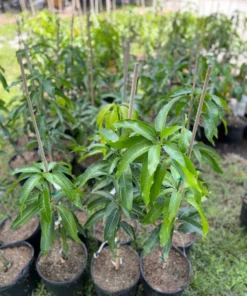 Healthy Grafted Valencia Pride Mango Tree 2-3 Feet Tall with Soil in 3-Gallon Pot