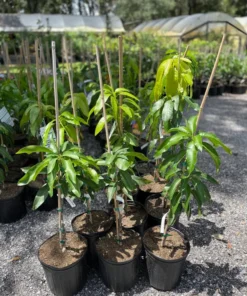 Healthy Grafted Valencia Pride Mango Tree 2-3 Feet Tall with Soil in 3-Gallon Pot