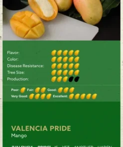 Healthy Grafted Valencia Pride Mango Tree 2-3 Feet Tall with Soil in 3-Gallon Pot