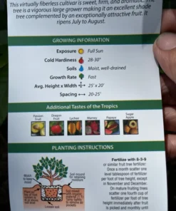 Healthy Grafted Valencia Pride Mango Tree 2-3 Feet Tall with Soil in 3-Gallon Pot