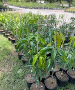 Healthy Grafted Valencia Pride Mango Tree 2-3 Feet Tall with Soil in 3-Gallon Pot