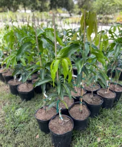 Healthy Grafted Valencia Pride Mango Tree 2-3 Feet Tall with Soil in 3-Gallon Pot