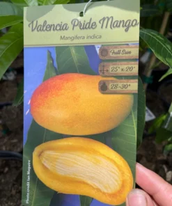 Healthy Grafted Valencia Pride Mango Tree 2-3 Feet Tall with Soil in 3-Gallon Pot