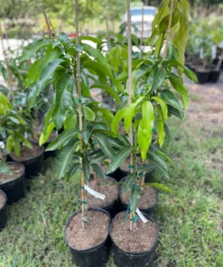 Healthy Grafted Valencia Pride Mango Tree 2-3 Feet Tall with Soil in 3-Gallon Pot