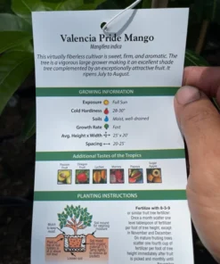 Healthy Grafted Valencia Pride Mango Tree 2-3 Feet Tall with Soil in 3-Gallon Pot