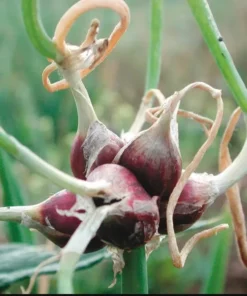 Heirloom Walking Onion Bulbs for Planting Outdoors – 10 Easy-to-Grow Live Plants