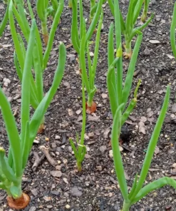 Heirloom Walking Onion Bulbs for Planting Outdoors – 10 Easy-to-Grow Live Plants