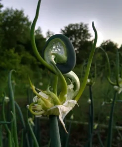 Heirloom Walking Onion Bulbs for Planting Outdoors – 10 Easy-to-Grow Live Plants