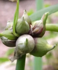 Heirloom Walking Onion Bulbs for Planting Outdoors – 10 Easy-to-Grow Live Plants