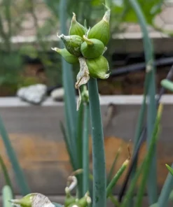 Heirloom Walking Onion Bulbs for Planting Outdoors – 10 Easy-to-Grow Live Plants