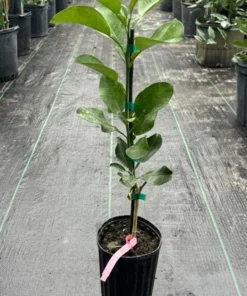 Hirado Pumelo Tree Grafted Citrus Plant 1-2 Feet Tall with Pot and Soil